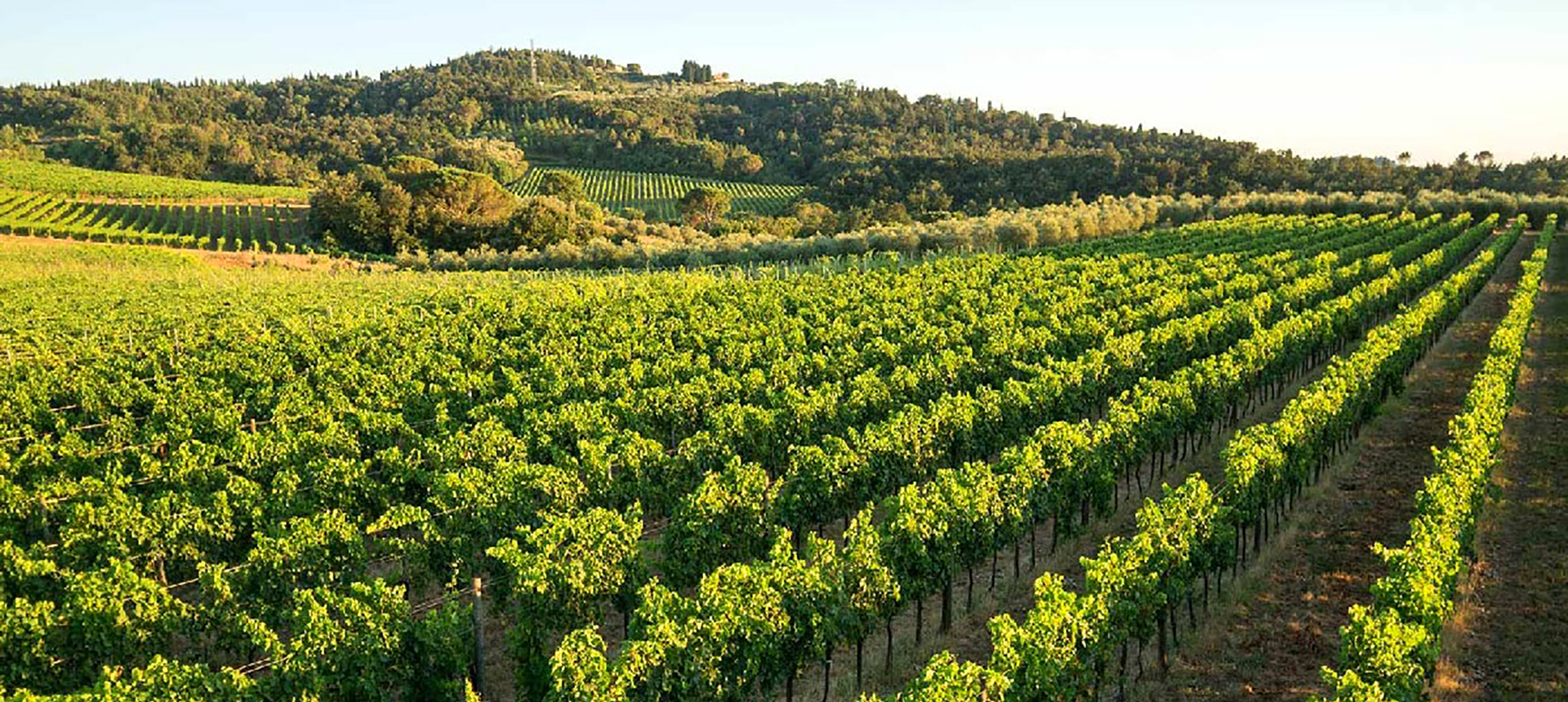 FATTORIA DI PETROGNANO