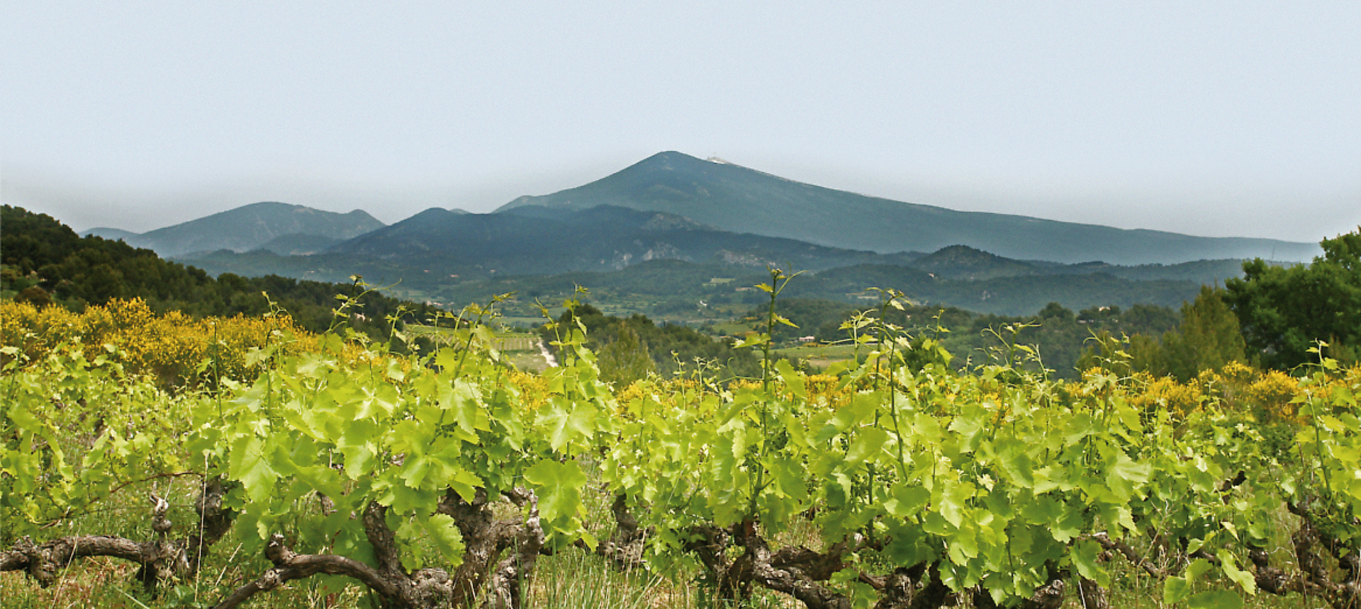 Vinmarkerne fra Landra med Mont Ventoux i baggrunden