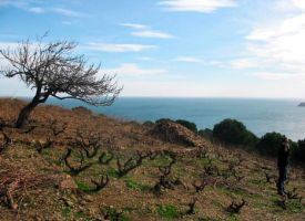 LANGUEDOC-ROUSSILLON