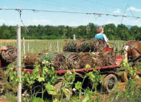 CASTELLO DI TASSAROLO