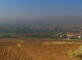 DOMAINE DAVID RENAUD