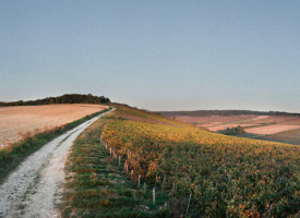 CHABLIS DOMINIQUE GRUHIER